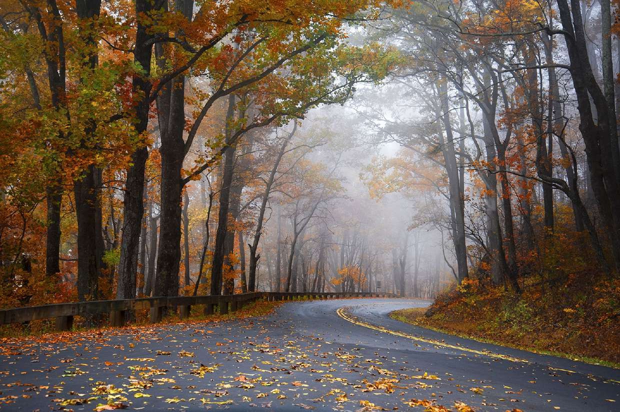 Foggy forest road in autumn